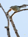 Ruby crowned Kinglet 9838